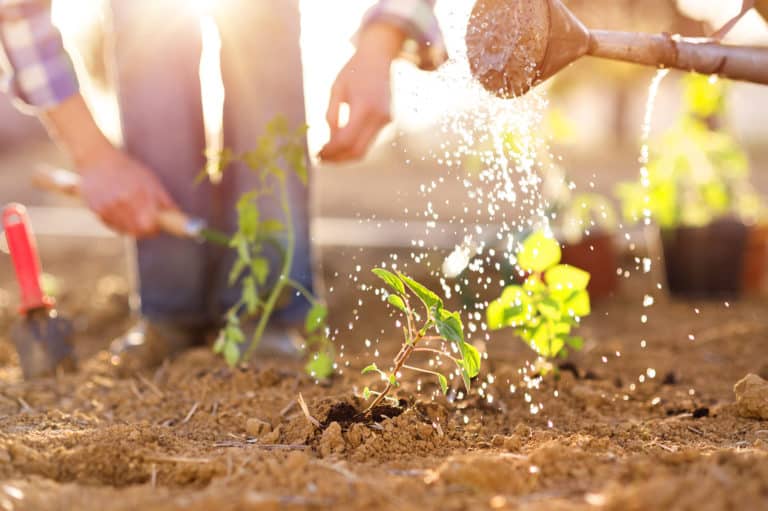 Picture of person watering a plant