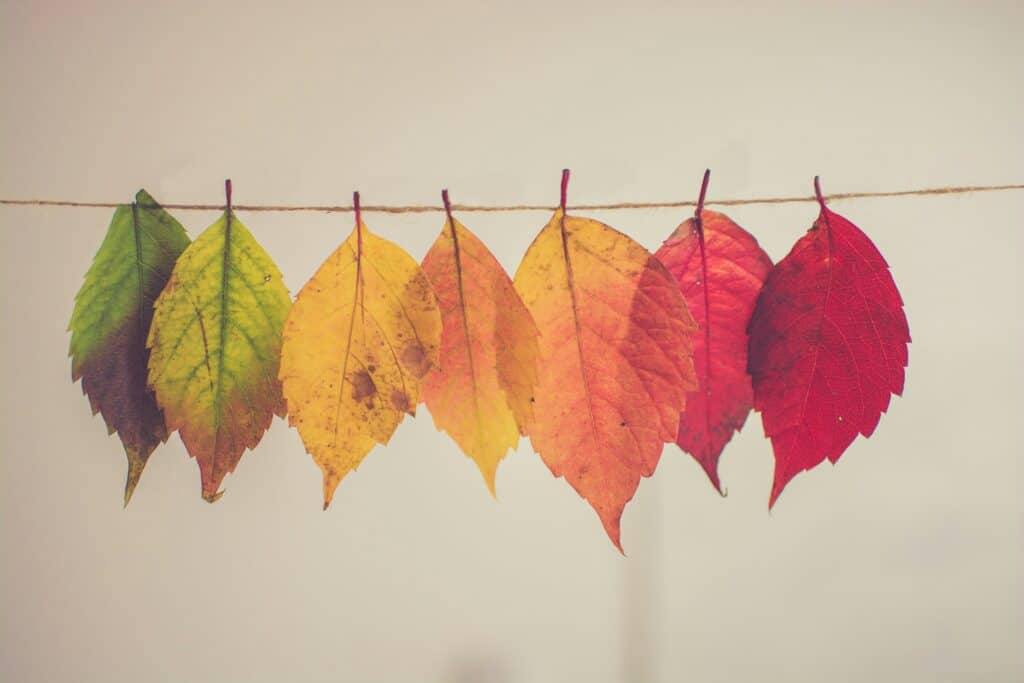 Autumn leaves in different colours on a line